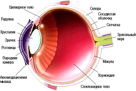 Консультация окулиста врач окулист